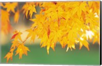 Framed Yellow Maple Leaves, Autumn