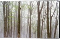 Framed Foggy Trees in Forest