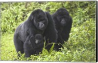 Framed Mountain gorillas (Gorilla beringei beringei) with baby, Rwanda