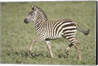 Framed Burchell's zebra (Equus quagga burchellii) colt walking, Tanzania