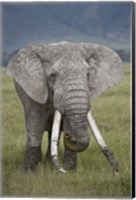 Framed African elephant (Loxodonta africana), Tanzania