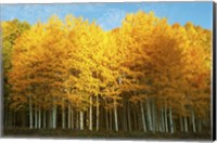 Framed Aspen trees in autumn, Last Dollar Road, Telluride, Colorado
