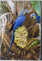 Framed Hyacinth macaws eating palm nuts, Three Brothers River, Meeting of the Waters State Park, Pantanal Wetlands, Brazil