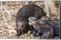 Framed Otter with Cubs, Three Brothers River, Meeting of the Waters State Park, Pantanal Wetlands, Brazil