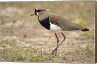 Framed Close-up of a Southern lapwing, Three Brothers River, Meeting of the Waters State Park, Pantanal Wetlands, Brazil
