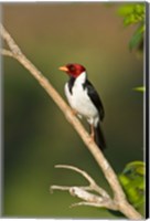 Framed Yellow-Billed cardinal on a branch, Three Brothers River, Pantanal Wetlands, Brazil (vertical)