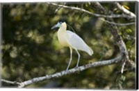 Framed Capped heron perching on a branch, Three Brothers River, Meeting of the Waters State Park, Pantanal Wetlands, Brazil