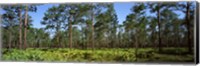 Framed Pine trees in a forest, Suwannee Canal Recreation Area, Okefenokee National Wildlife Refuge, Georgia