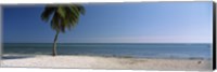 Framed Palm tree on the beach, Smathers Beach, Key West, Florida, USA