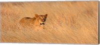 Framed Female lion (panthera leo) moving through tall grass, Masai Mara National Reserve, Kenya, Africa