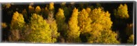 Framed High angle view of Aspen trees in a forest, Telluride, San Miguel County, Colorado, USA