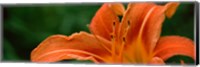 Framed Close-up of Orange Daylily (Hemerocallis fulva)