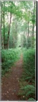 Framed Trail passing through a forest, Adirondack Mountains, Old Forge, Herkimer County, New York State, USA