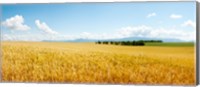 Framed Wheat field near D8, Brunet, Plateau de Valensole, Alpes-de-Haute-Provence, Provence-Alpes-Cote d'Azur, France