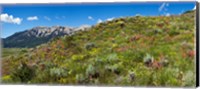 Framed Flowers and whetstone on hillside, Mt Vista, Colorado, USA
