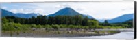 Framed Quinault Rainforest, Olympic National Park, Olympic Peninsula, Washington State