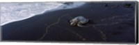 Framed Hawksbill Turtle (Eretmochelys Imbricata) on the beach, Punaluu Beach, Hawaii, USA