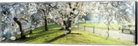 Framed Cherry blossom in St. James's Park, City of Westminster, London, England