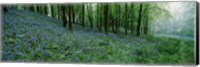 Framed Bluebell Wood near Beaminster, Dorset, England