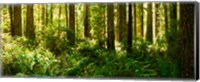 Framed Ferns and Redwood trees in a forest, Redwood National Park, California, USA