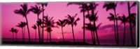 Framed Silhouette of palm trees at dusk, Hawaii, USA