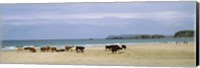 Framed Cows on the beach, White Rocks Bay, County Antrim, Northern Ireland