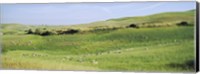 Framed Flock of sheep in a field, Tuscany, Italy