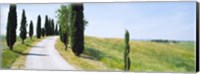Framed Cypress trees along farm road, Tuscany, Italy