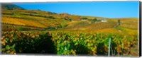 Framed Vineyards in Valais Canton, Switzerland