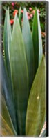 Framed Close-up of a domestic Agave plant, Baja California, Mexico
