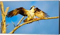 Framed Osprey (Pandion haliaetus) with spread wings perching on a branch