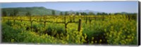 Framed Wild mustard in a vineyard, Napa Valley, California