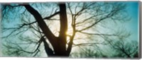 Framed Sunlight shining through a bare tree, Prospect Park, Brooklyn, Manhattan, New York City, New York State, USA