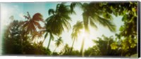 Framed Sunlight shining through the palm trees, Morro De Sao Paulo, Tinhare, Cairu, Bahia, Brazil