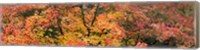Framed Multi-Colored Autumn Leaves, Gloucestershire, England
