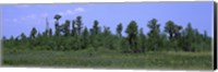 Framed Trees in a field, Suwannee Canal Recreation Area, Okefenokee National Wildlife Refug, Georgia, USA