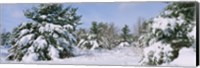 Framed Snow covered pine trees in a forest, New York State, USA