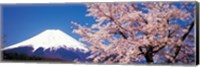 Framed Mt Fuji Cherry Blossoms Yamanashi Japan