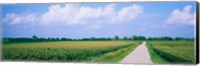 Framed Road along corn fields, Jo Daviess County, Illinois, USA