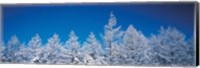 Framed Snow covered trees, Utsukushigahara Nagano Japan