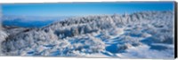 Framed Winter in Utsukushigahara Nagano Japan