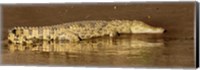 Framed Side profile of a Nile Crocodile (Crocodylus Niloticus), Masai Mara National Reserve, Kenya