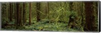 Framed Trees in a forest, Hoh Rainforest, Olympic Peninsula, Washington State, USA