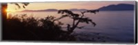 Framed Silhouette of trees at seaside, Rosario Strait, San Juan Islands, Washington State, USA