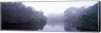 Framed Early morning fog on a creek, South Creek, Oscar Scherer State Park, Osprey, Sarasota County, Florida, USA