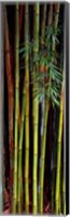 Framed Close-up of bamboos, Kanapaha Botanical Gardens, Gainesville, Florida, USA