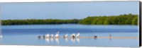 Framed White pelicans on Sanibel Island, Florida, USA