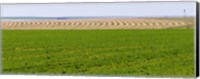 Framed Harvested alfalfa field patterns, Oklahoma, USA