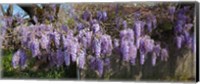 Framed Wisteria flowers in bloom, Sonoma, California, USA