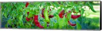 Framed Santa Fe Grande Hot Peppers on bush